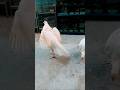 Hira aseel pair ka shoq Karen #love #aseel #aseelmurga #birds #chicks