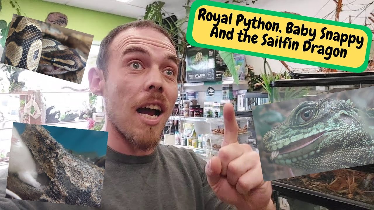 Royal Python, Snapping Turtle, Sailfin Dragon Pet Shop Jobs (Snake ...