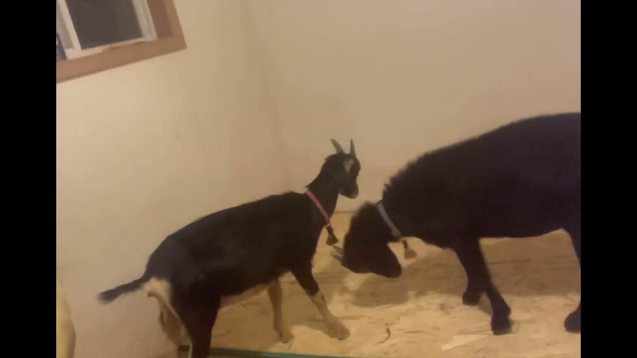 This is why you don’t hire goats to replace your subfloor! YouTube