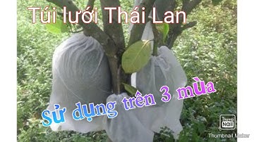 Cung cấp túi bao trái mít, bưởi, mãng cầu. Luới Thái Lan 0335399558