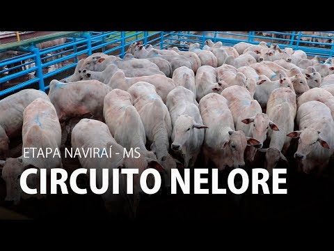 Circuito Nelore I Etapa Naviraí - MS