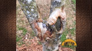 Q&A What Is This Bark Damage On My C Myrtles?
