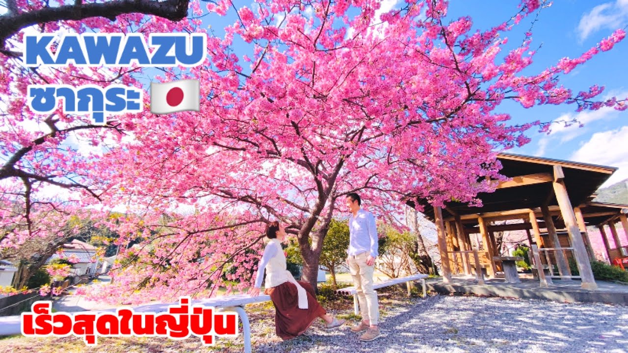 ดอก ซากุระ บาน เดือน ไหน  2022 Update  ซากุระใกล้โตเกียว เที่ยวญี่ปุ่น KAWAZU ZAKURA | kinyuud
