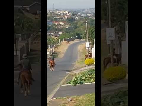 Amahhashi the horses Ka Durban July atholakale eMlazi
