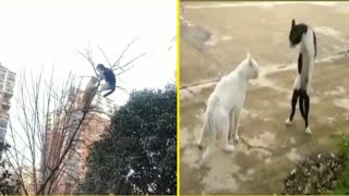 Download Lagu 5 Menit Kumpulan Kucing Berantem Lucu Bikin Ketawa ngakak MP3 Download Lagu 5 Menit Kumpulan Kucing Berantem Lucu Bikin Ketawa ngakak MP3