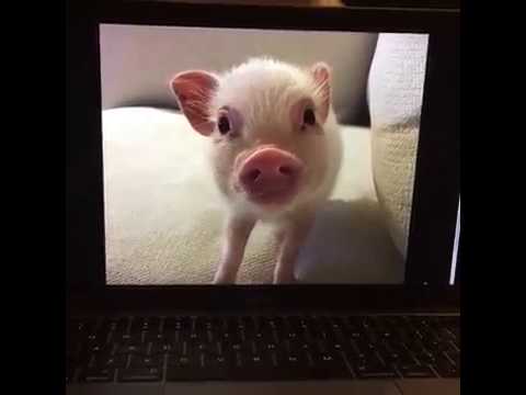 pig comes out of computer screen youtube