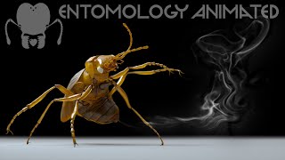 Bombardier Beetle Chemistry | 