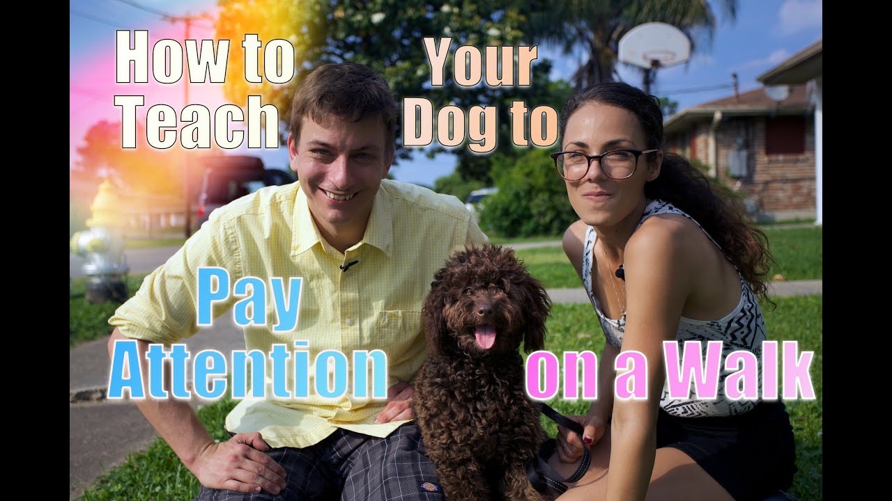 How To Teach Dogs To Walk Together How To Teach Dogs To Walk Together