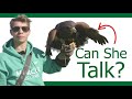 Can i talk to my hawk  bird of prey communication