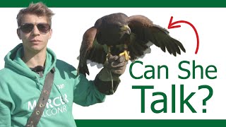 Can I talk to my Hawk? | Bird of Prey Communication