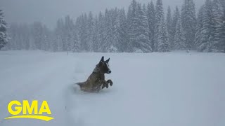 Police dog happily plops into deep snow in the Alps l GMA
