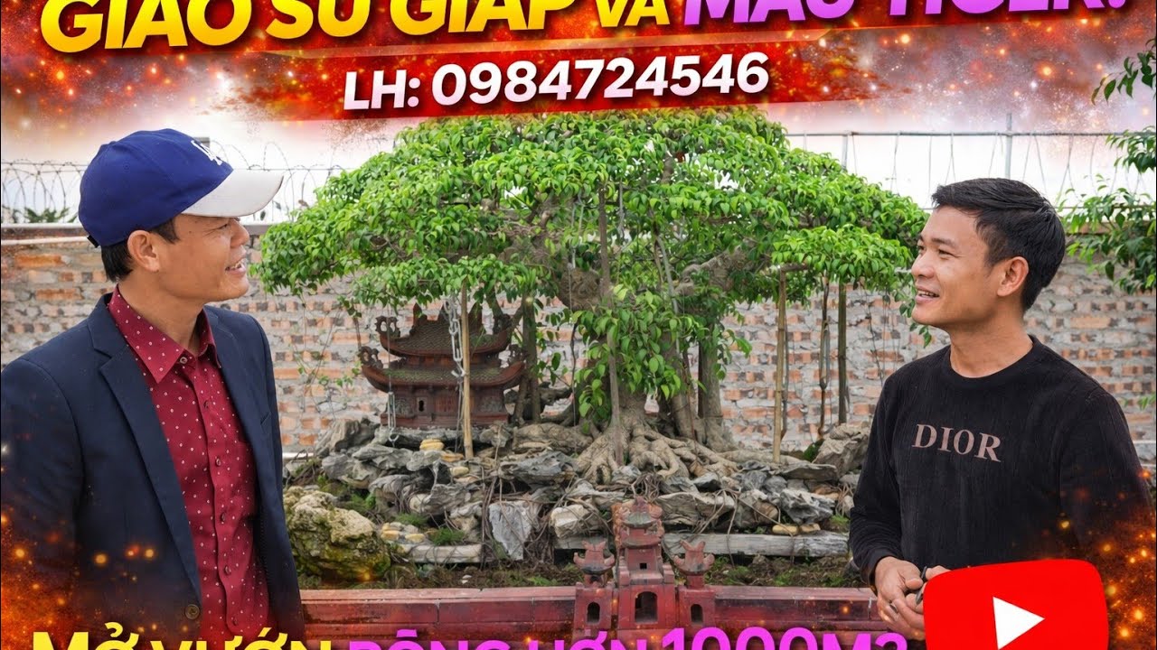 Giáo sư giáp và Mẩu Tiger Mở vườn mới - SĐT. 0984724546.