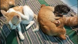 Anak Kucing Menyusu dan Si Gembul Sedang Asyik Menjilati Tubuhnya