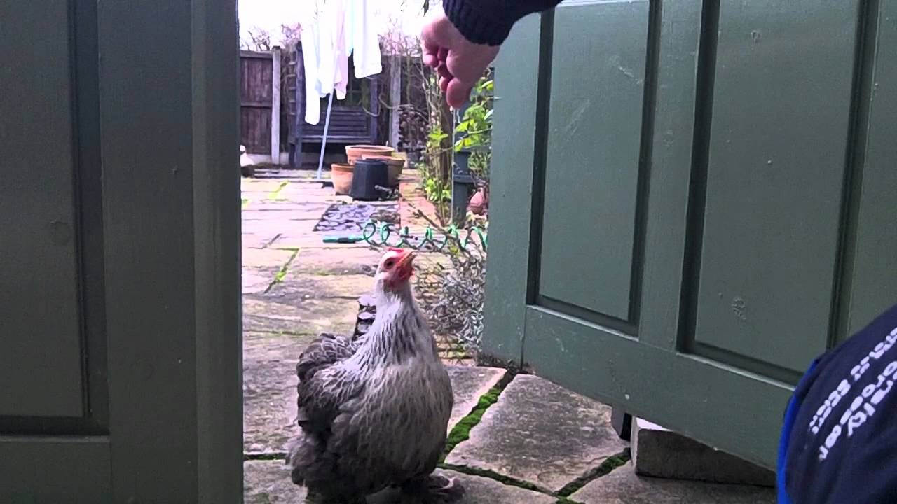 Sylvia the Jumping Chicken! - YouTube