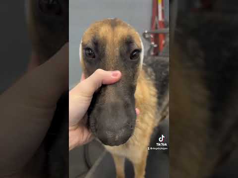 Video: The New Kind Trendy Dog Treat Shepherds German Go Nuts For