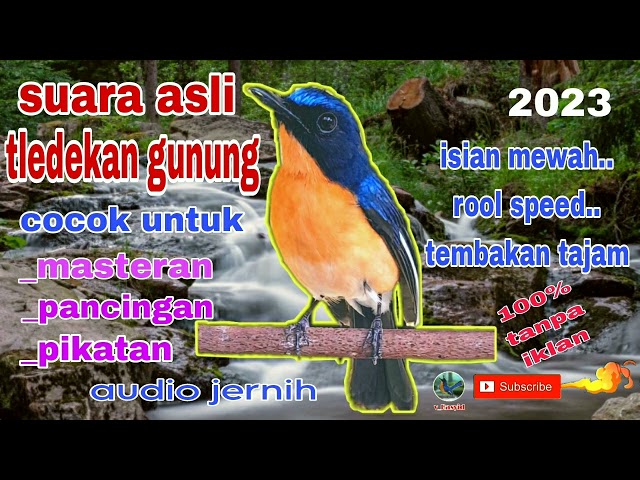 SUARA ASLI TLEDEKAN GUNUNG GACOR UNTUK MASTERAN PANCINGAN DAN PIKATAN class=