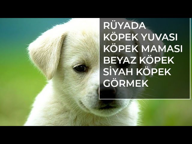 Ruyada Kopek Gormek Kisa Ruya Tabiri Youtube