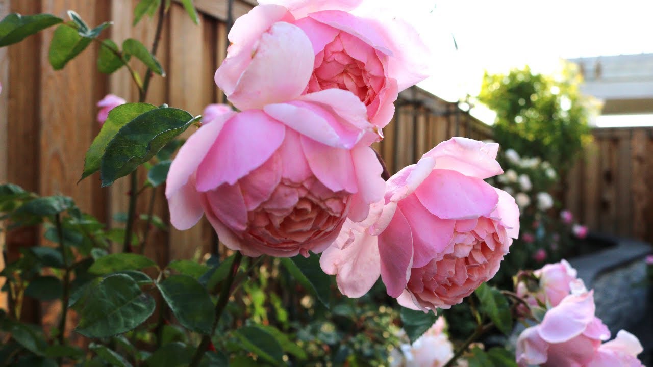 David Austin The Alnwick Rose 2nd Year Spring Flush - YouTube