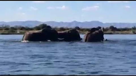 Elephants crossing the Zambezi River