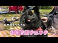 【イベント】お弁当作って愛犬とお花見行ったけど桜ひとつも咲いてなかった件...😭inイーノの森