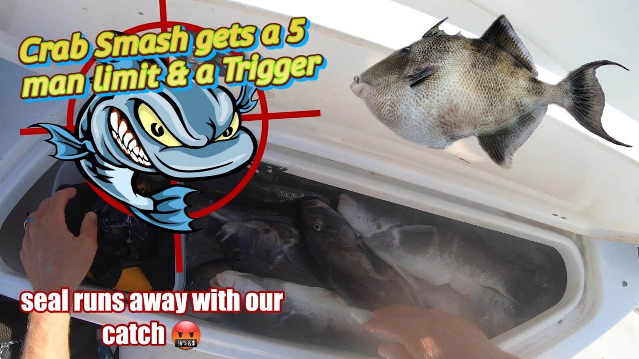 Slack Tide Crab Smash brings on the Tautog bite/ Seal steals our fish ...