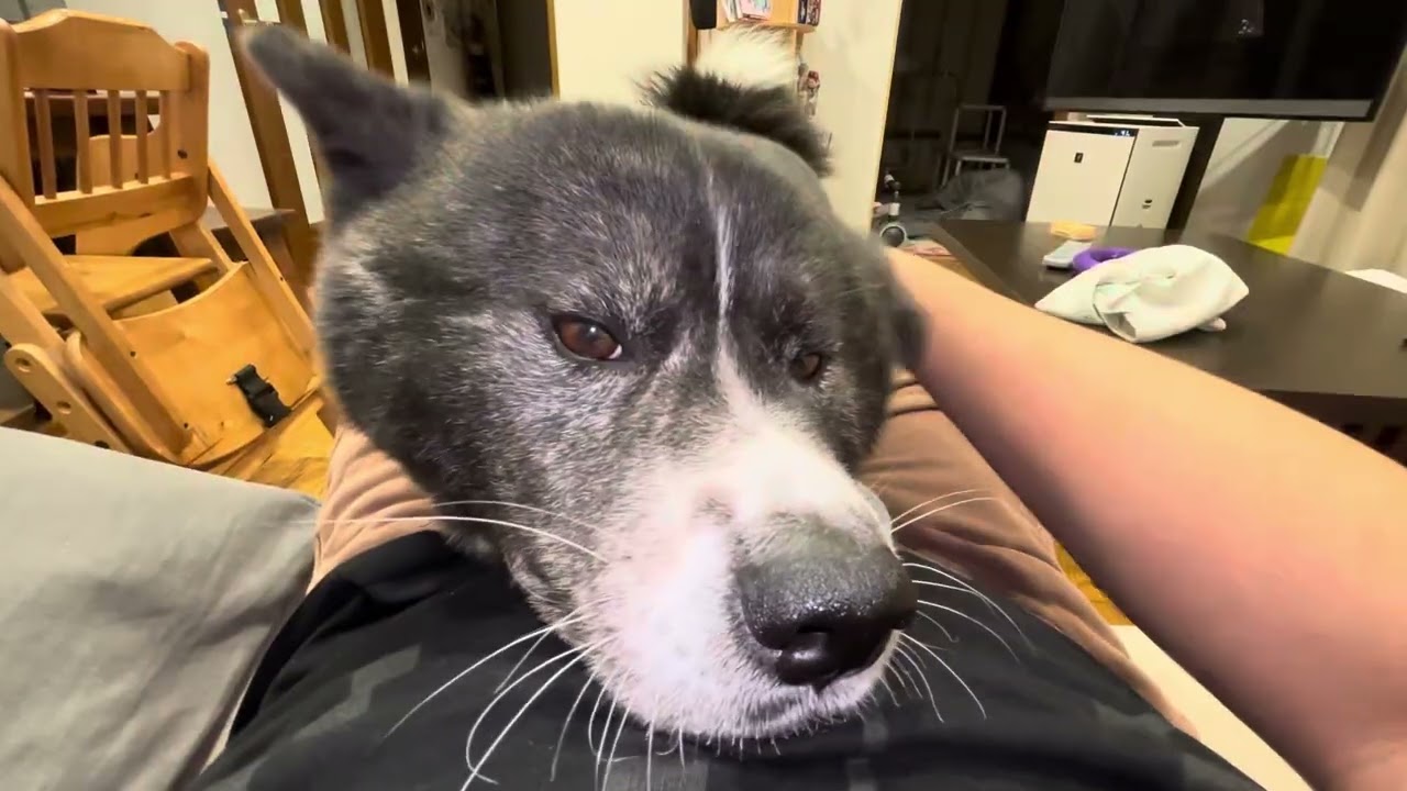 秋田犬初めての雪道散歩と発情