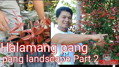 Halamang pang landscape and propagation Eugenia Re...
