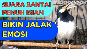 Cukup SEBENTAR SAJA Jalak Suren BAKAL NYAUT dan ikutan GACOR dengan Pancingan Jalak SUREN ini