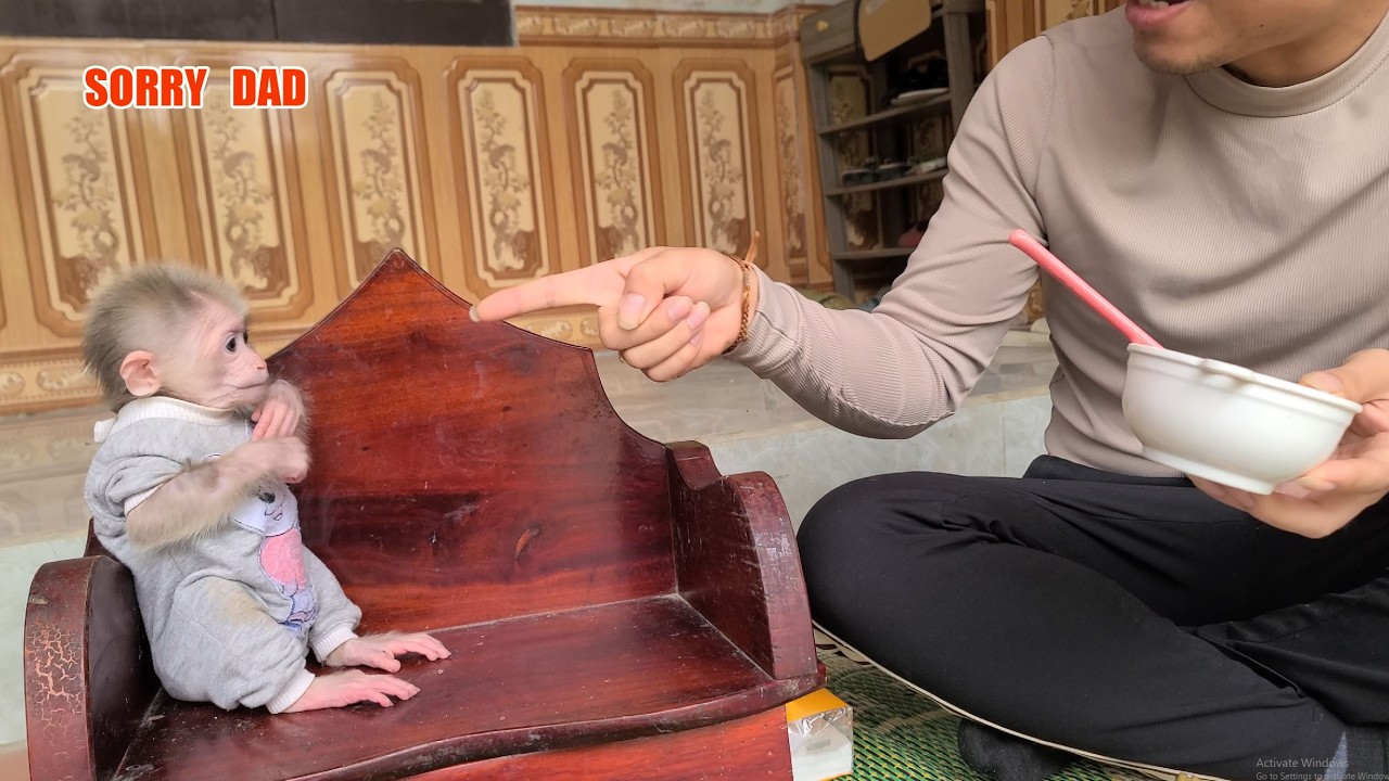 Baby Monkey Tini got angry and apologized to Dad