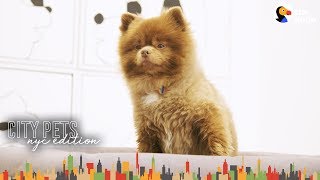 Little Dog Loves Hanging Out At Mom's Art Gallery | The Dodo City Pets