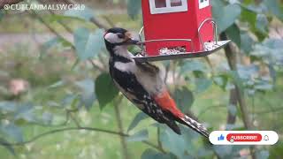 Cute Birds #cutebirds #birds #sub #tranding #animals by Cute animals world No views 1 year ago 3 minutes, 1 second