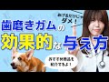 犬猫の飼い主の9割が知らない獣医師が薦める歯磨きガムの与え方！おすすめのガムも教えます！