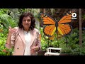 Factor Ciencia - El santuario de las mariposas (04/09/2021)
