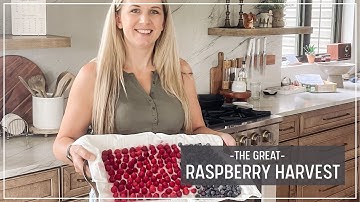 Harvesting & Preserving Raspberries!  Low Sugar Seedless Jam, Cleaning, Freezing & Baking