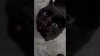 Черныш хочет 😋 вкусняшки 🍰 #cat #котофейка #кот #рекомендации