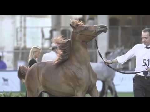 إسطبل صاحب السمو الملكي الأمير خالد بن سلطان بن عبدالعزيز اسطبل الخالدية  2015 2016