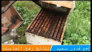 شاهد نتائج وضع العاسلة و كيف بنى النحل شمع الاساس قبل بداية موسم الحمضيات ( الجزء الاول) ️