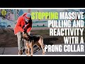 Stopping massive pulling and reactivity with a prong collar