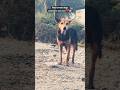 No Home, No Voice… Just Hunger 🐶❤️ | Street Dog Feeding #Shorts #shortsfeed #dog