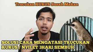 Cara ampuh dan cepat mengatasi burung trucukan kurus / nyilet || Ciri trucukan kurang birahi