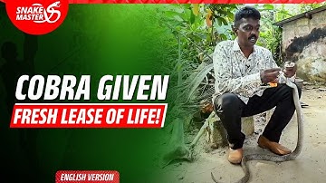 EP 45 | Cobra Trapped in a Net! A Painstaking Rescue by Vava Suresh | Snake Master