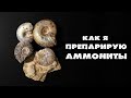 ПРЕПАРИРУЮ АММОНИТЫ | Делюсь опытом