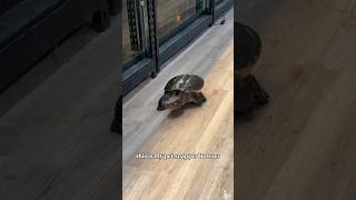 My pet snapping turtles will live FOURTY YEARS