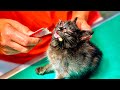 弱っている子猫を再度病院へ連れて行った結果。。