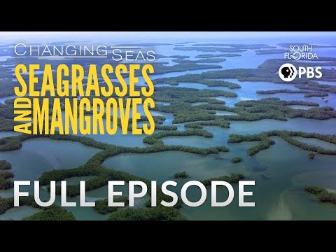 Seagrasses and Mangroves - Full Episode