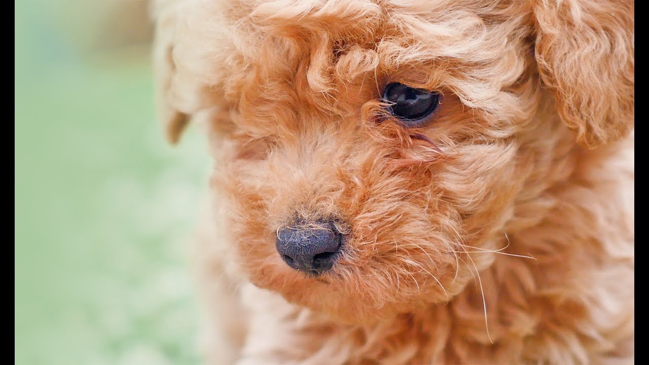 Poochon Puppies YouTube