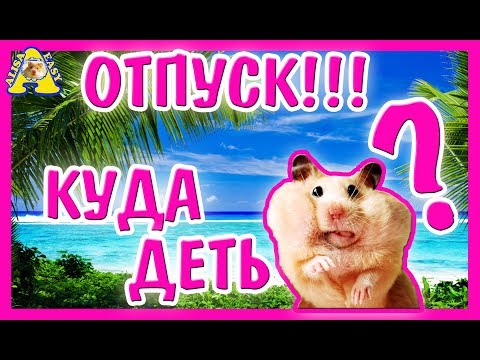 КУДА ДЕТЬ ХОМЯКА НА ВРЕМЯ ОТПУСКА? / КОМУ ОСТАВИТЬ ХОМЯКА / hamster / АЛИСА ИЗИ