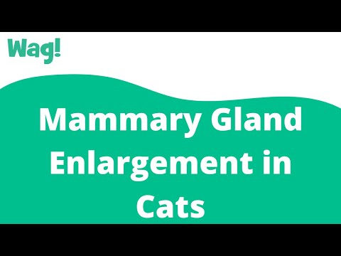 Video: Mammary Gland Enlargement In Cats
