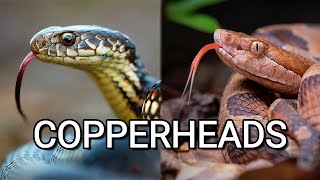 Copperhead vs. Copperhead, two venomous snakes from the USA and Australia!