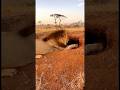 When a Lion Puts His Paw in the Wrong Hole…|ライオンが巣穴に手を入れた結果…
